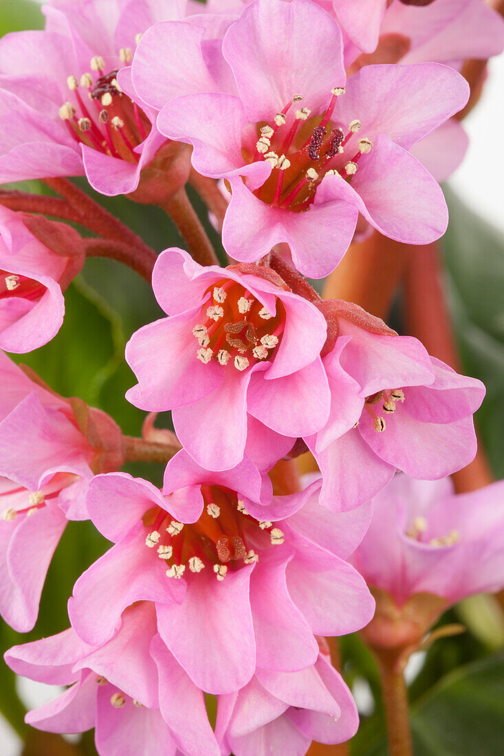 Bergenia