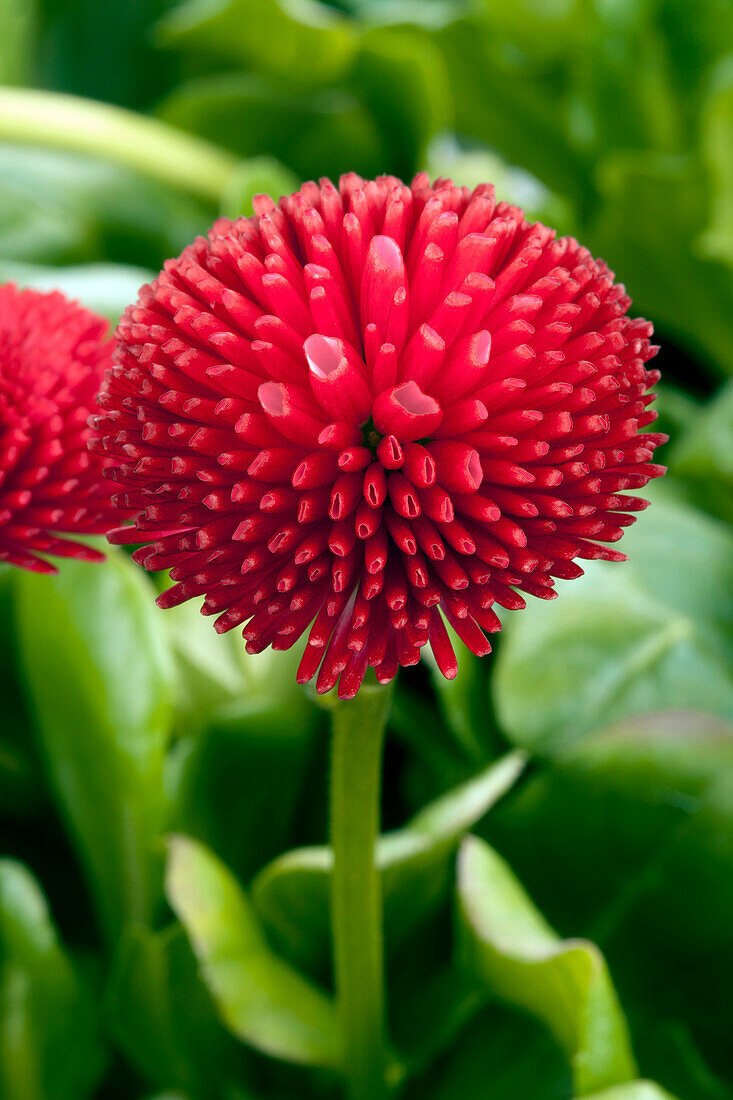 Bellis perennis, red