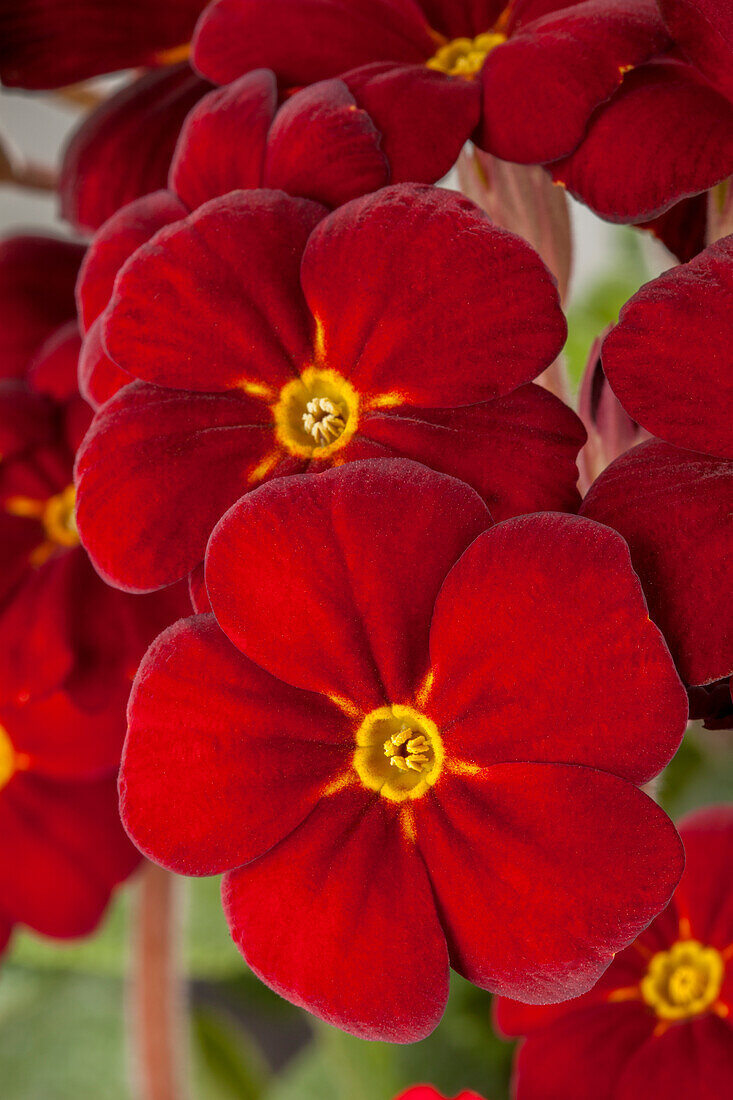 Primula elatior 'Sylvita'®