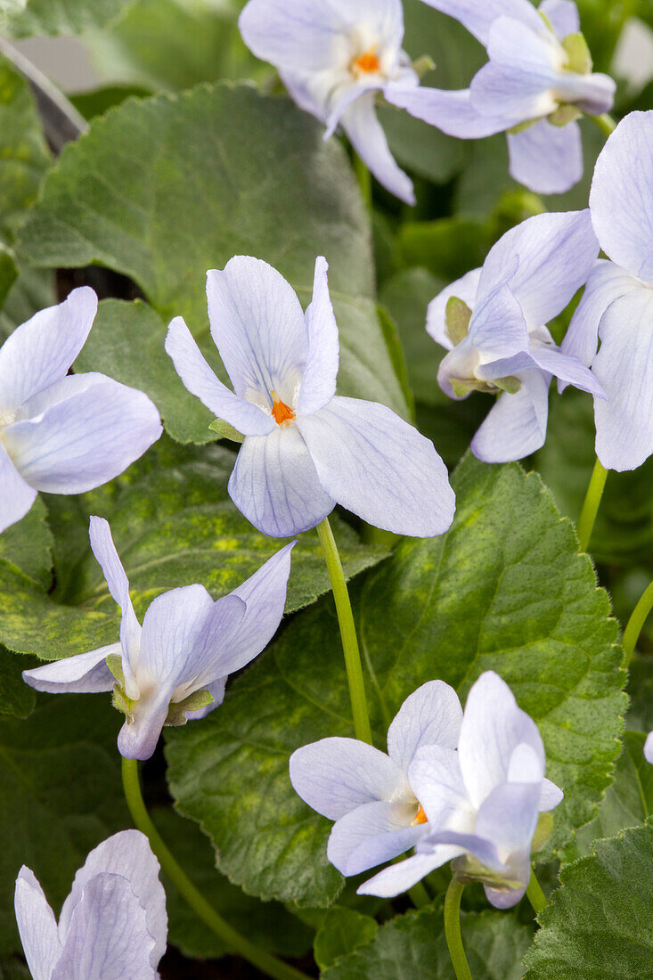 Viola odorata