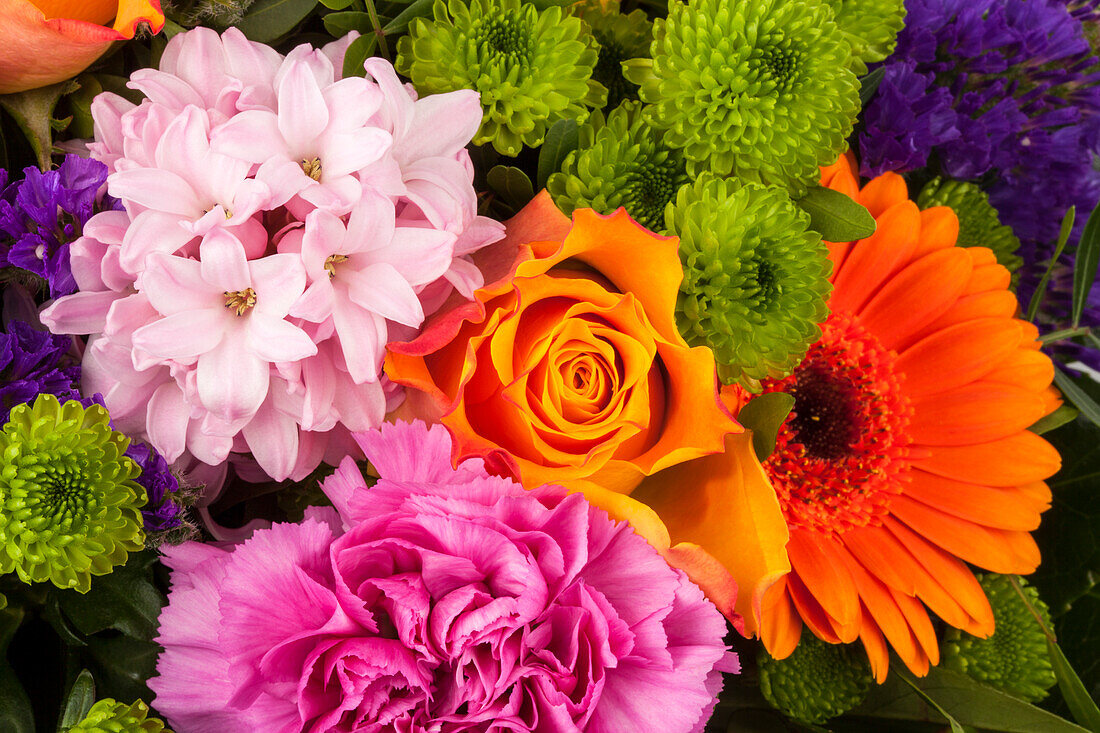 Hyachinthus, Chrysanthemum, Rosa, Dianthus, Gerbera