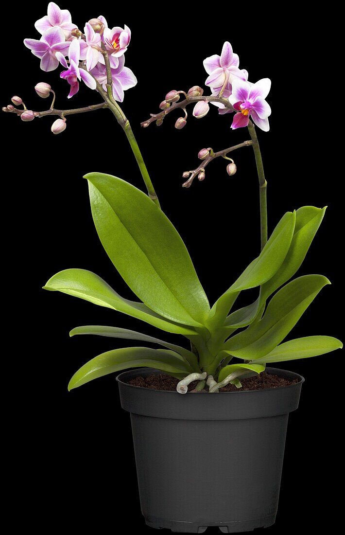 Phalaenopsis Hybriden