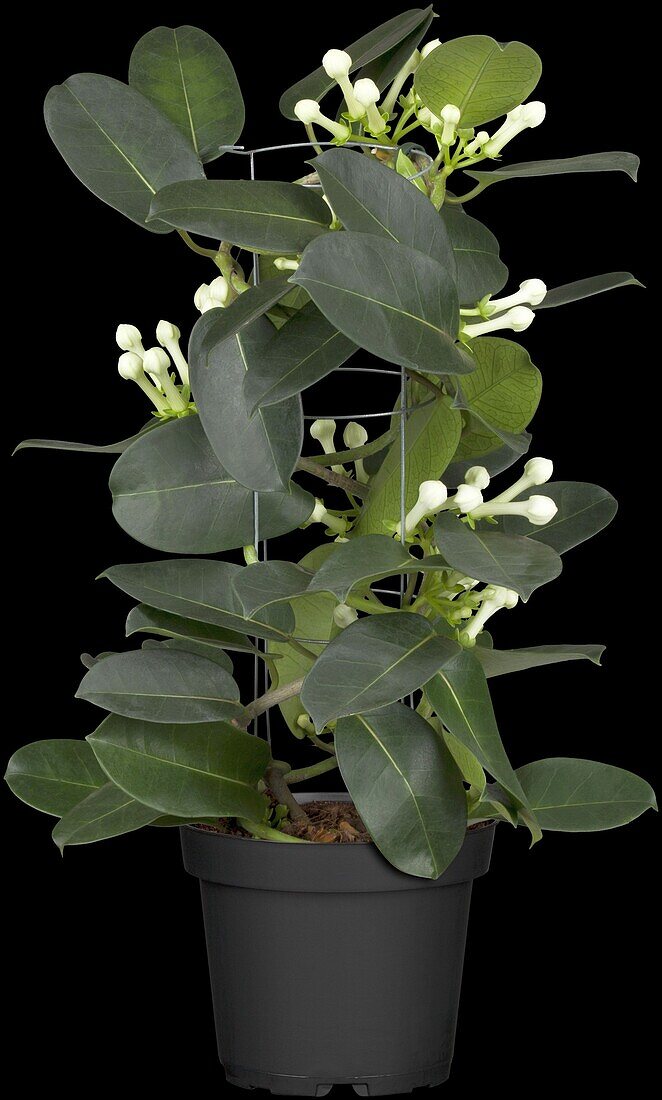 Stephanotis floribunda