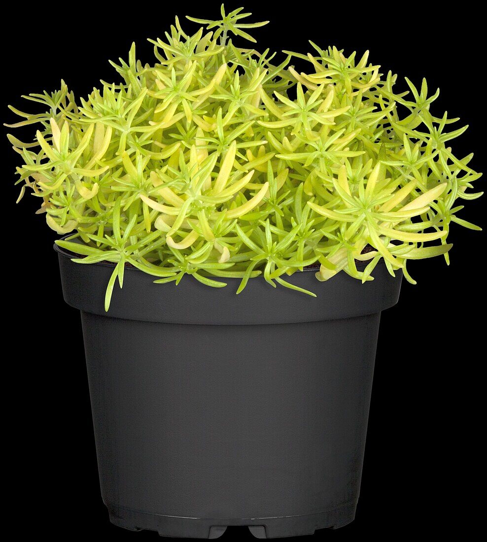 Sedum anopetalum 'Lemon Ball'