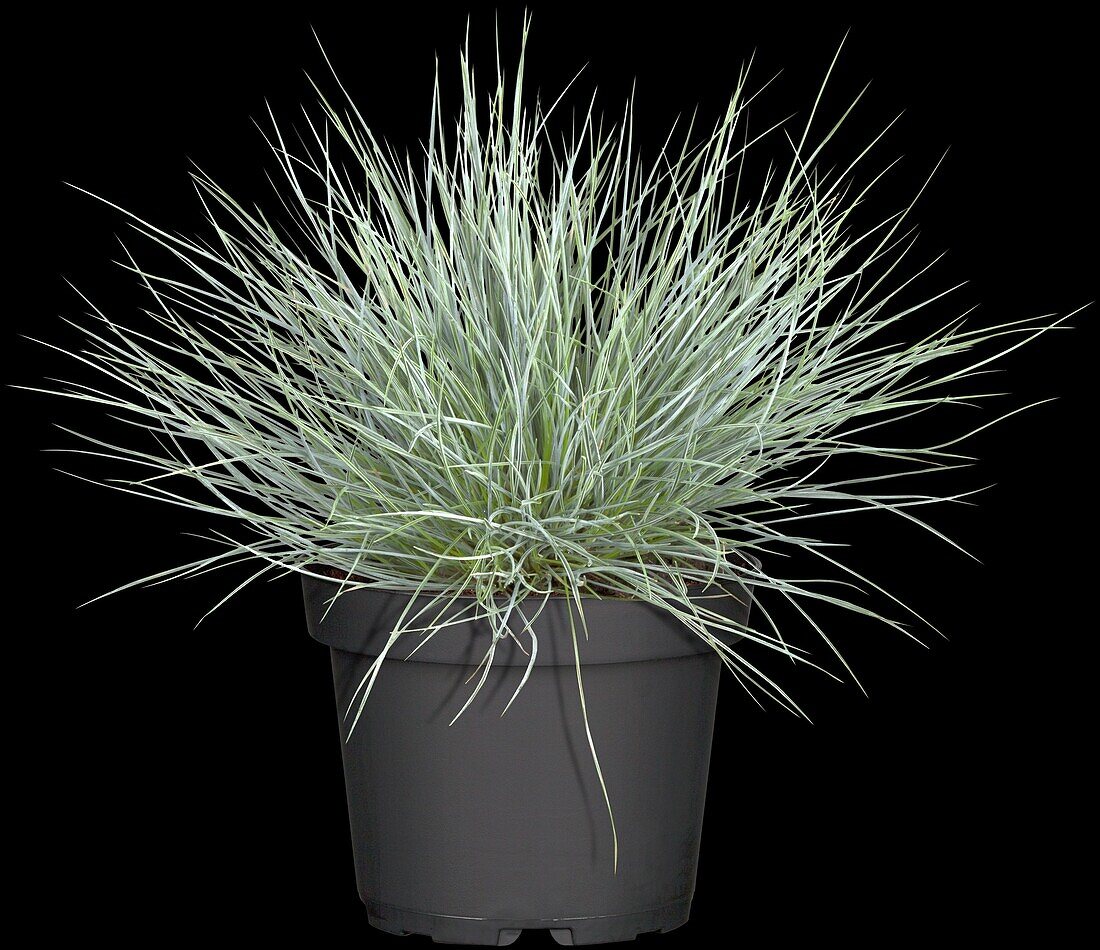 Festuca glauca