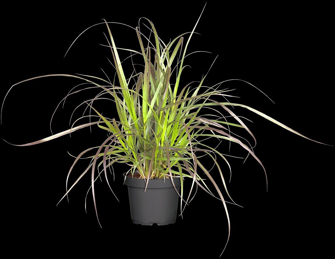 Pennisetum setaceum 'Rubrum'