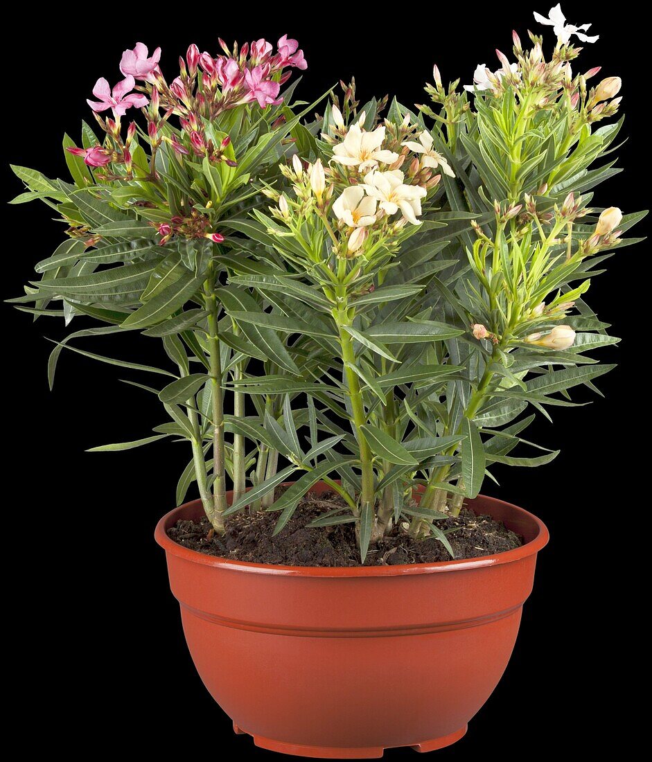 Nerium oleander 'Tricolor'