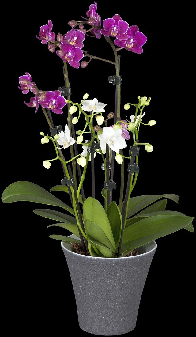 Phalaenopsis