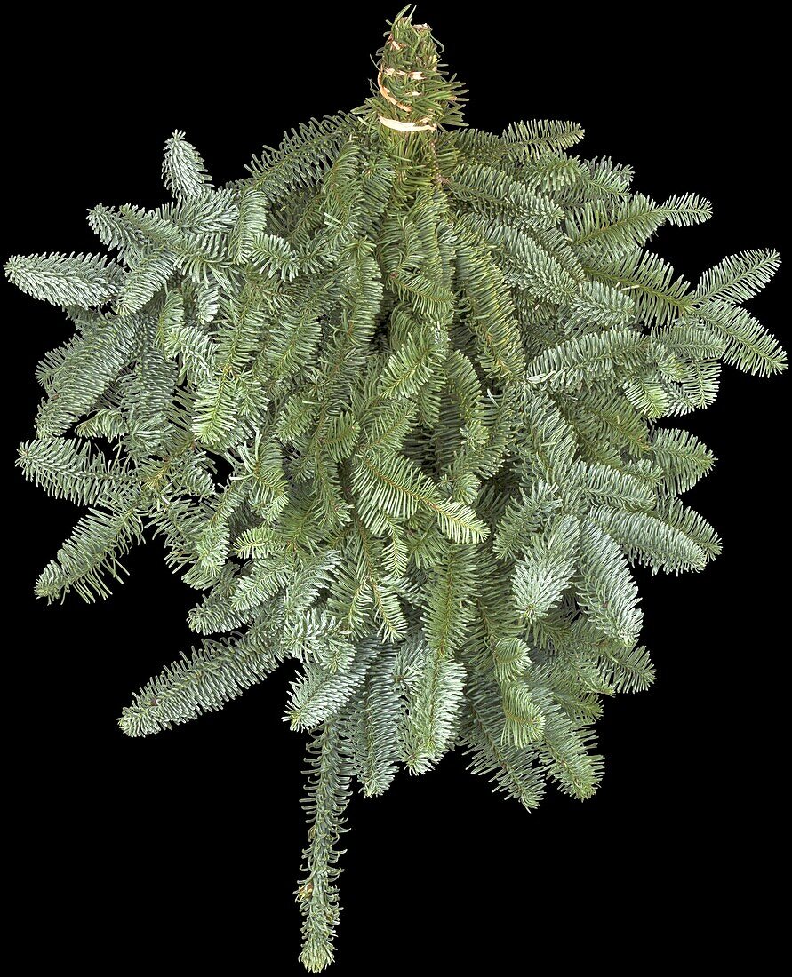 Abies procera