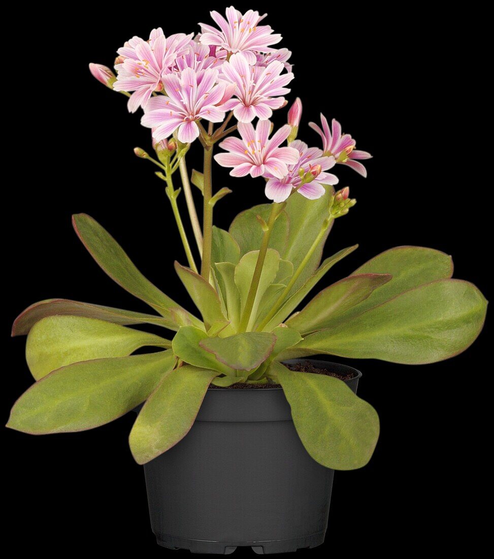 Lewisia cotyledon