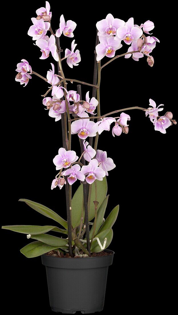 Phalaenopsis multiflora, purple