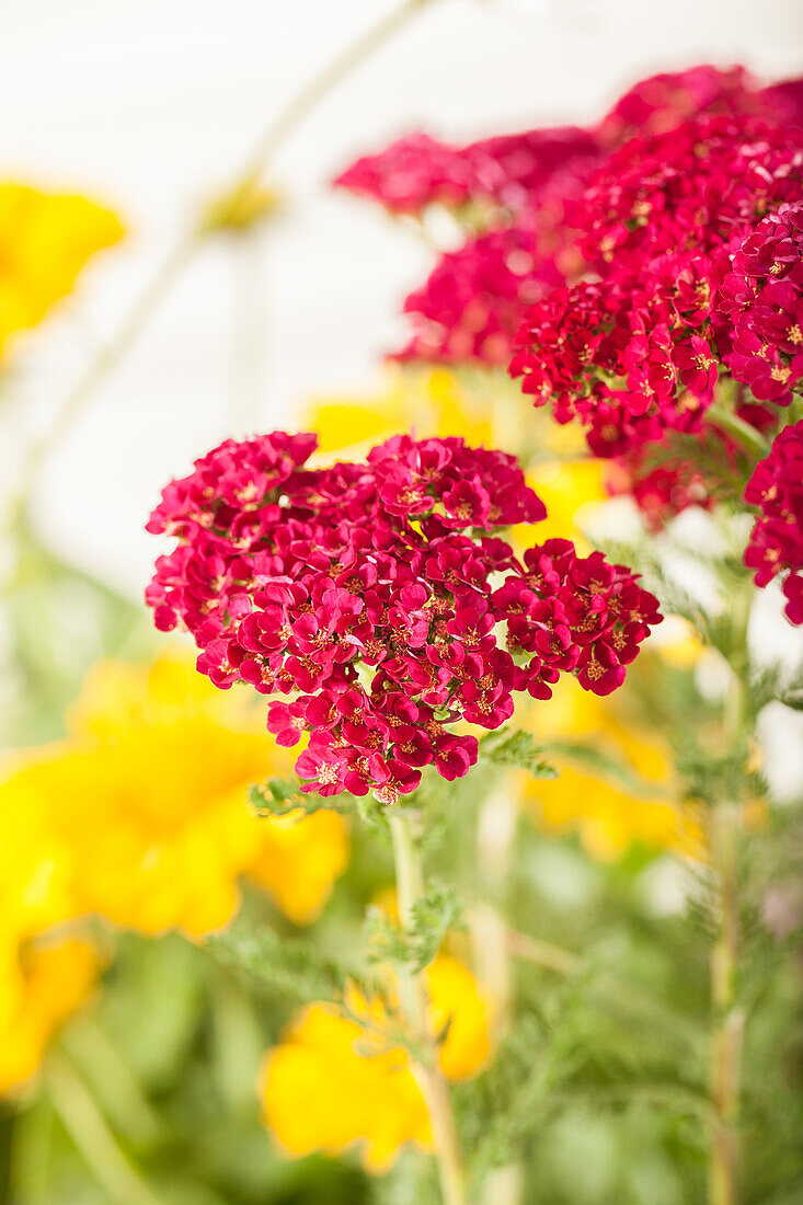 Achillea millefolium, red