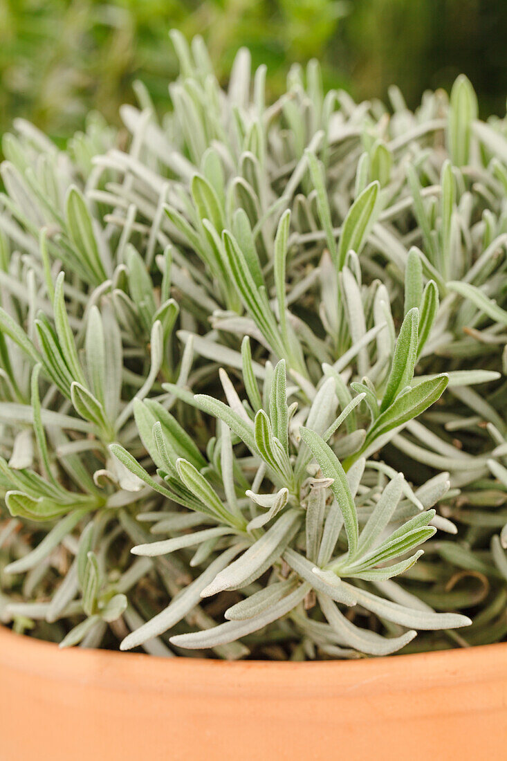 Lavandula angustifolia