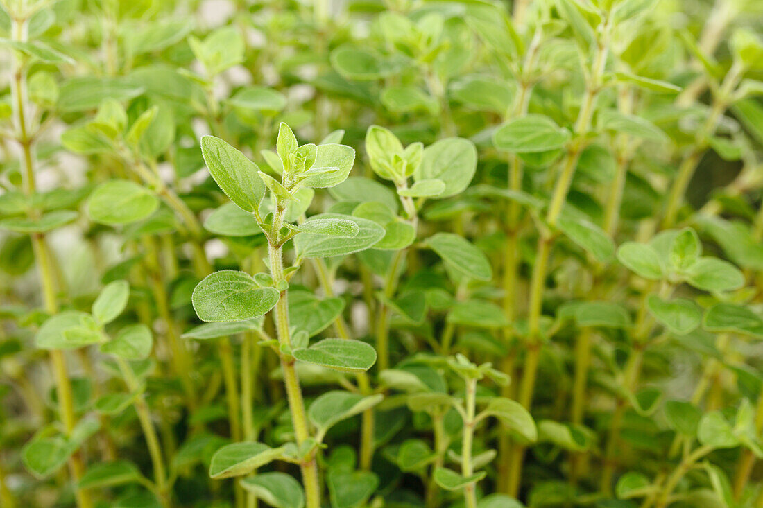 Origanum vulgare