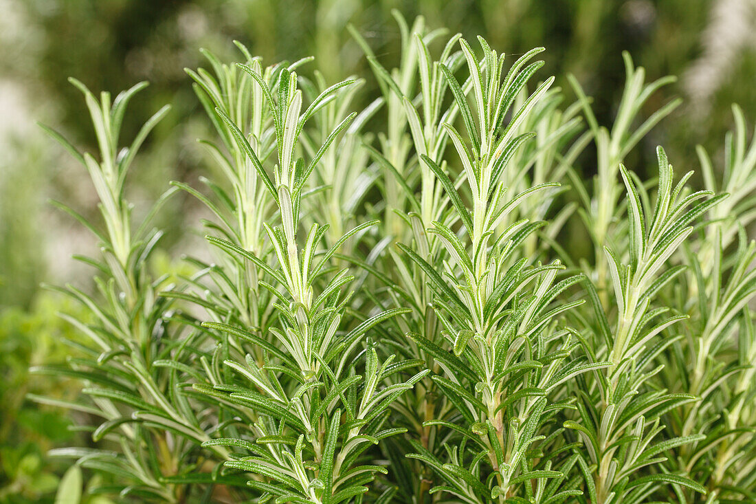 Rosmarinus officinalis