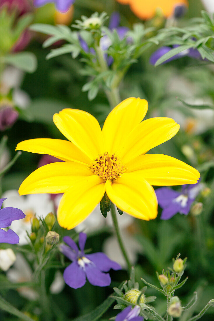 Bidens ferulifolia