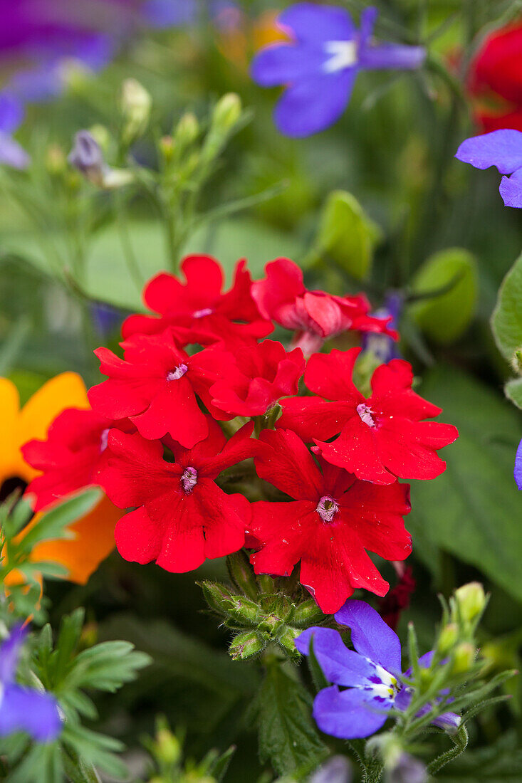 Verbena