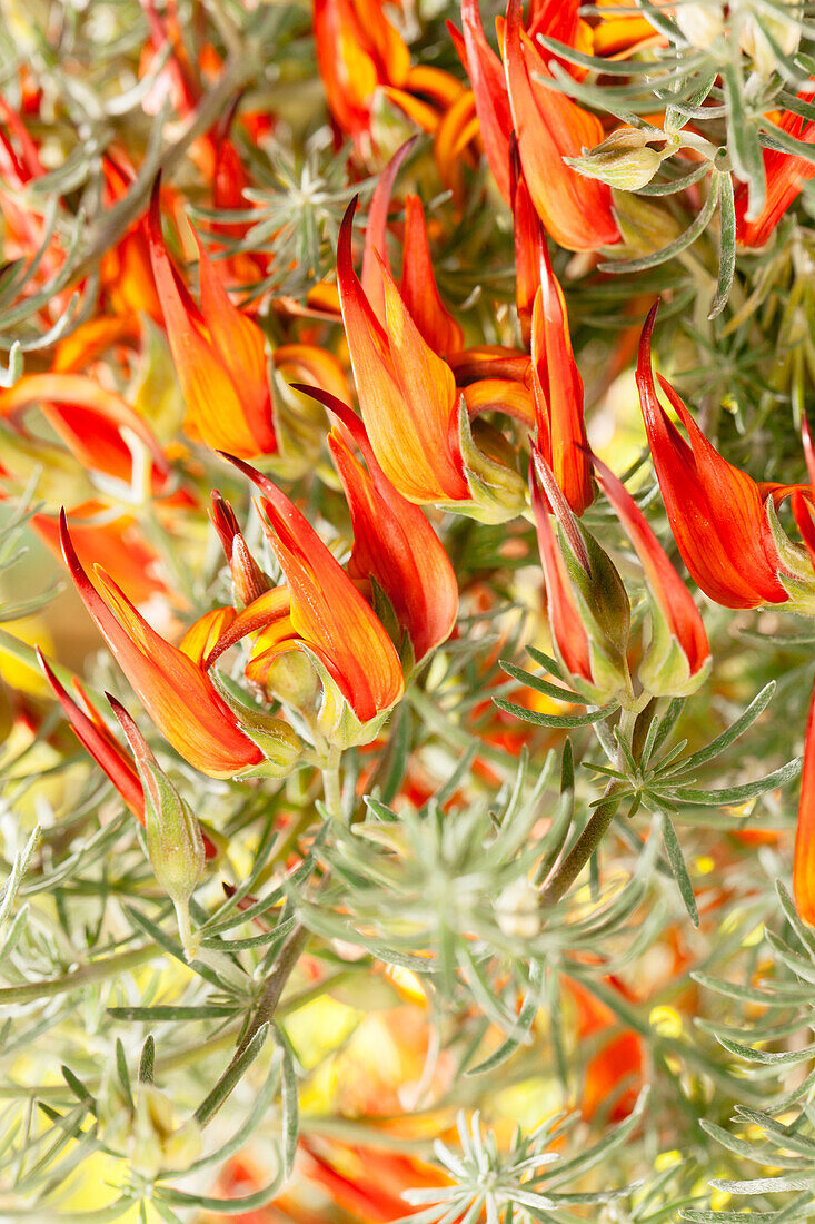 Lotus corniculatus