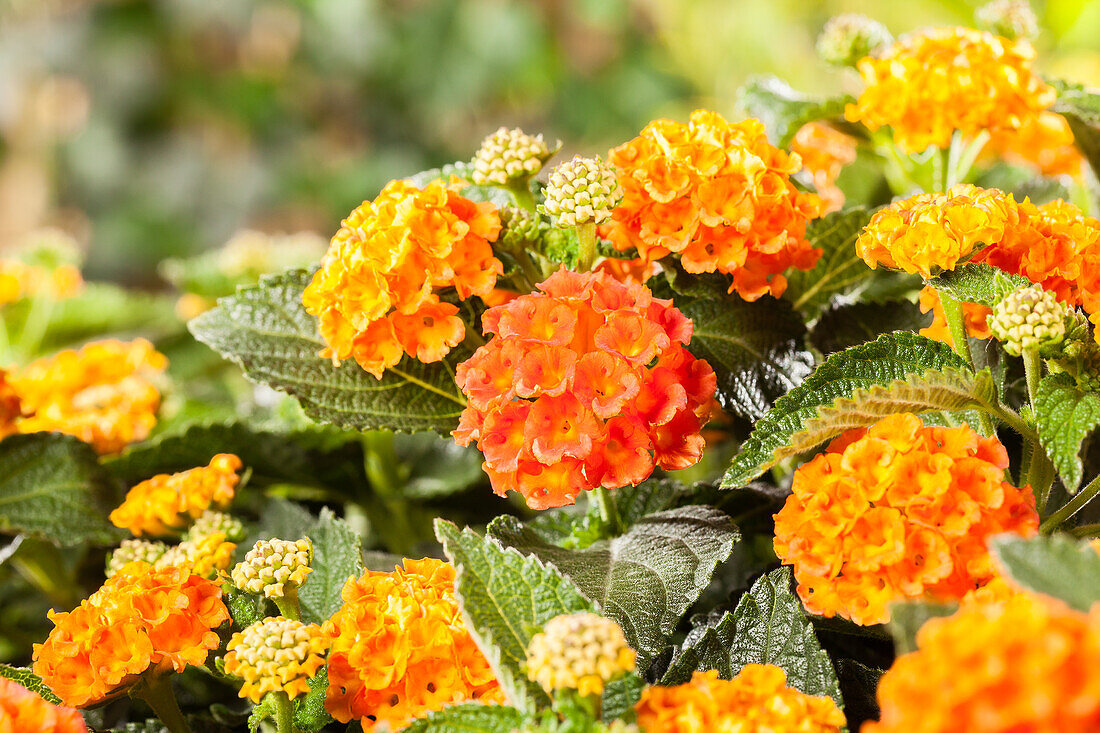 Lantana camara, orange