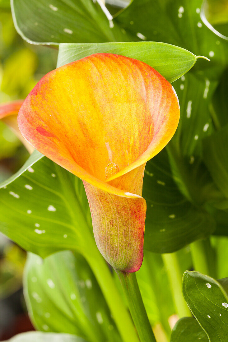 Zantedeschia aethiopica, orange