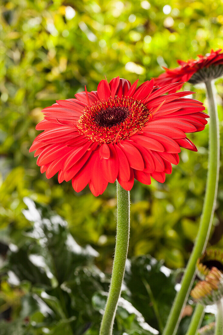 Gerbera, rot