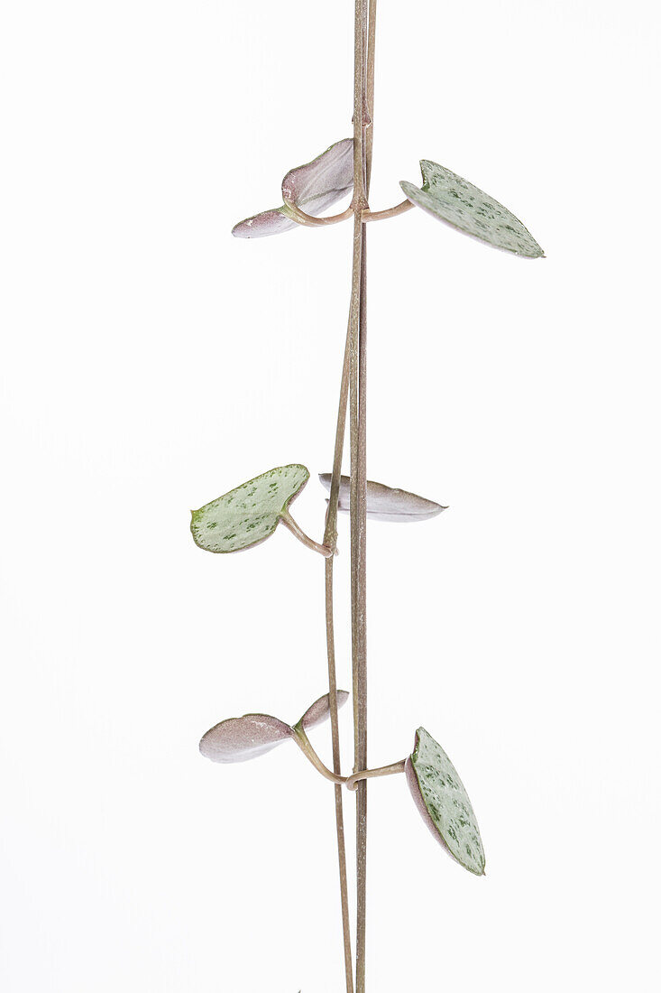 Ceropegia linearis subsp. woodii