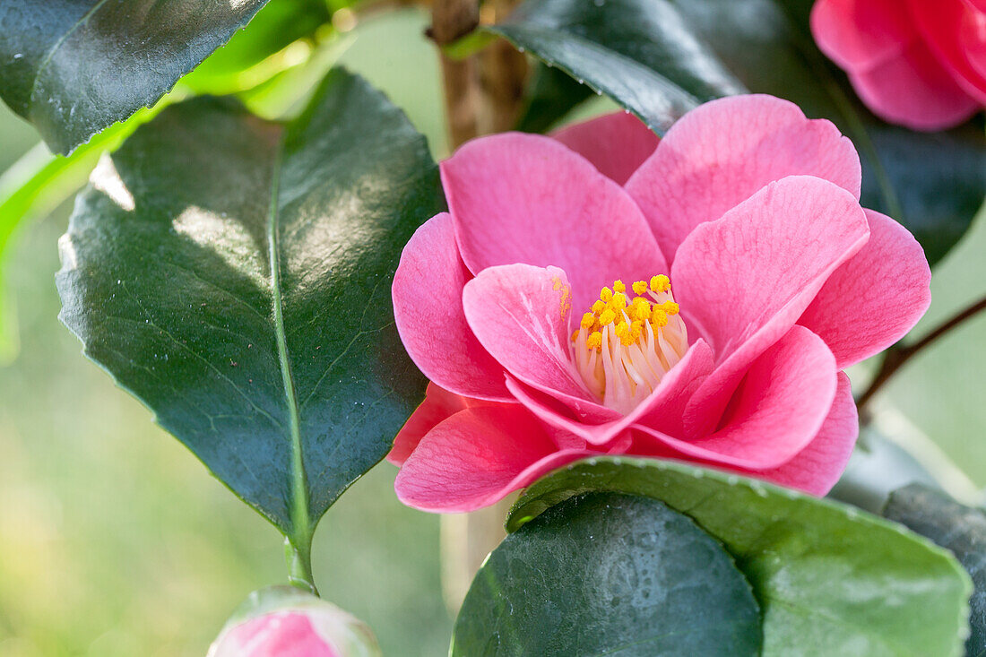 Camellia japonica