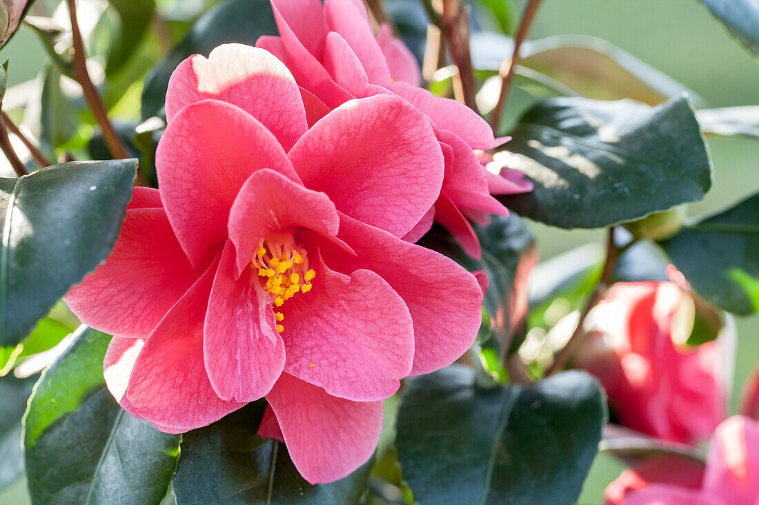 Camellia japonica