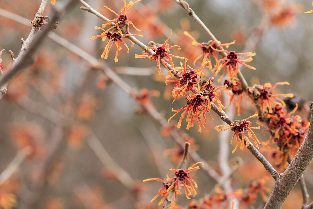 Hamamelis x intermedia 'Aurora'