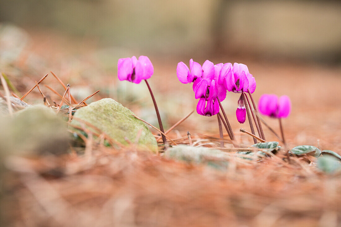 Cyclamen persicum