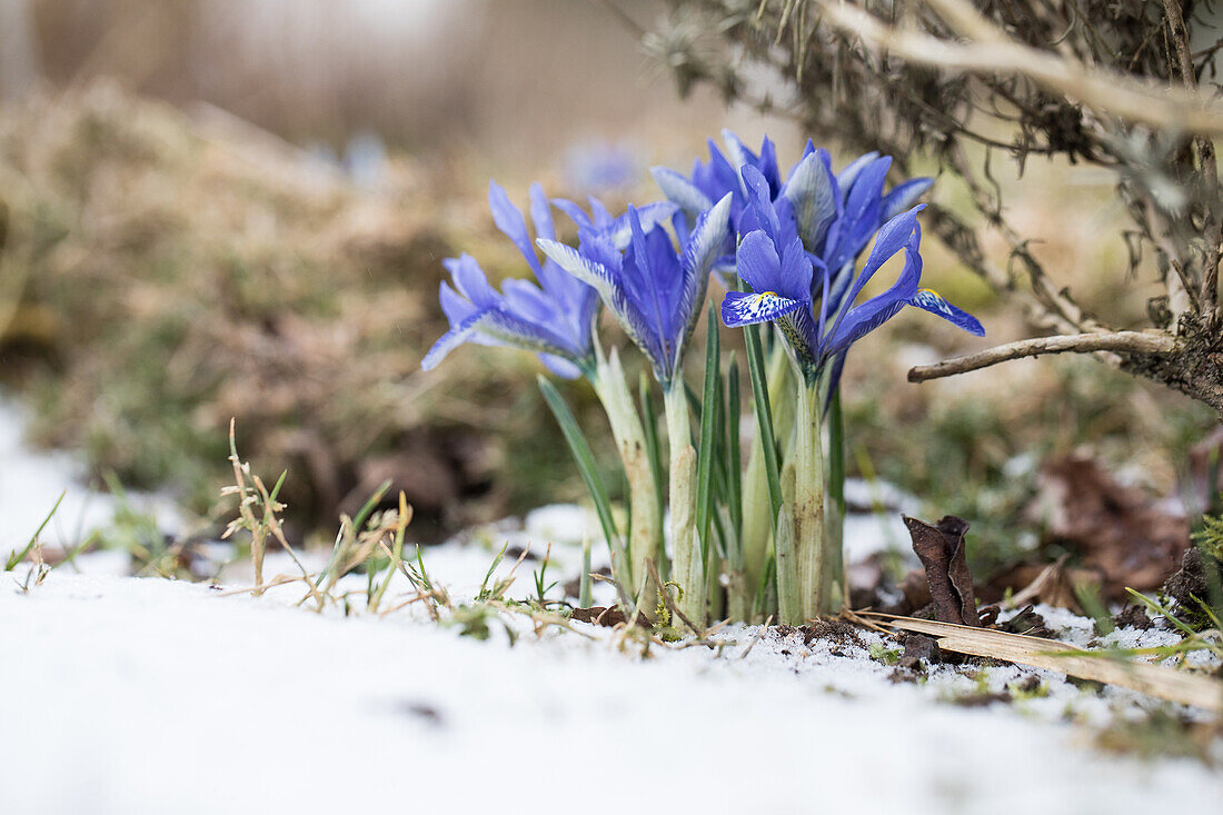 Iris reticulata