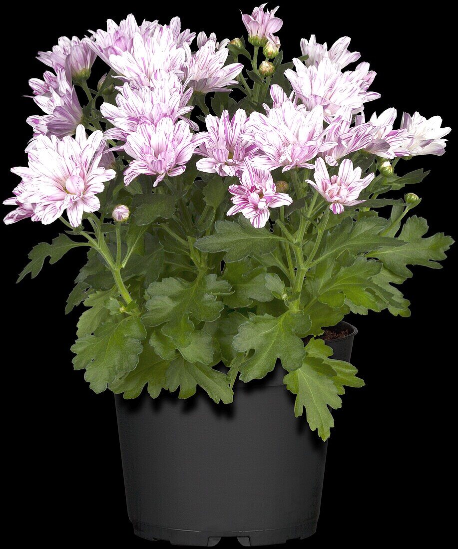 Chrysanthemum indicum