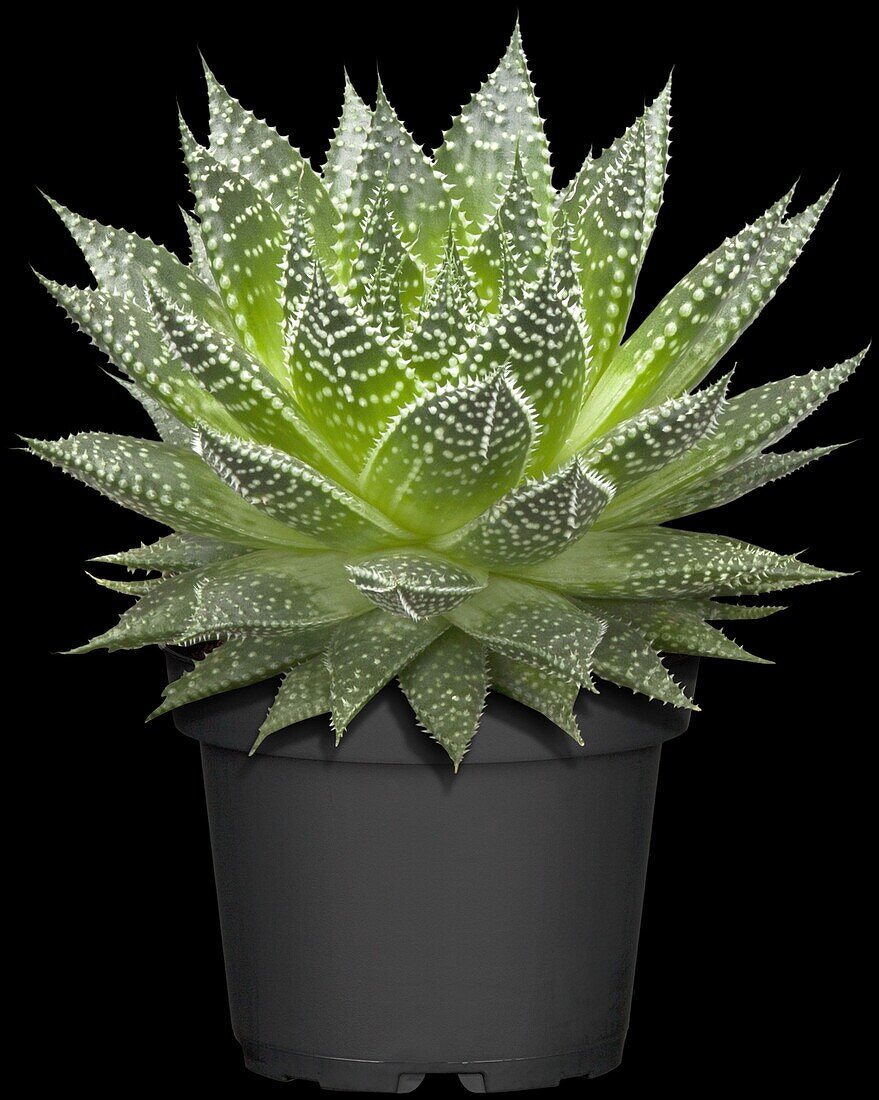 Aloe aristata