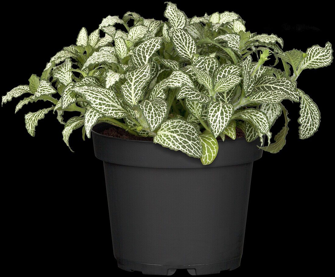 Fittonia verschaffeltii