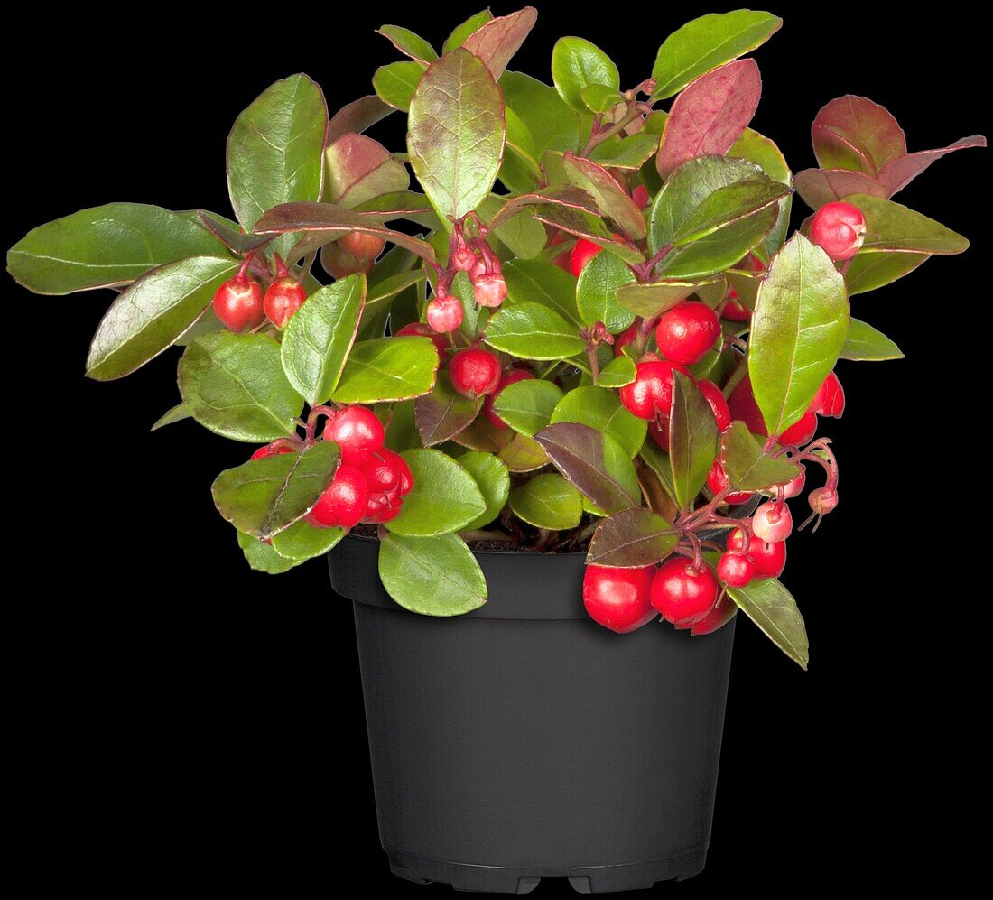 Gaultheria procumbens