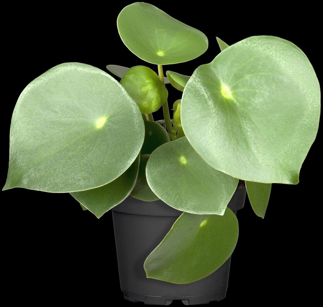 Peperomia polybotrya 'Raindrop