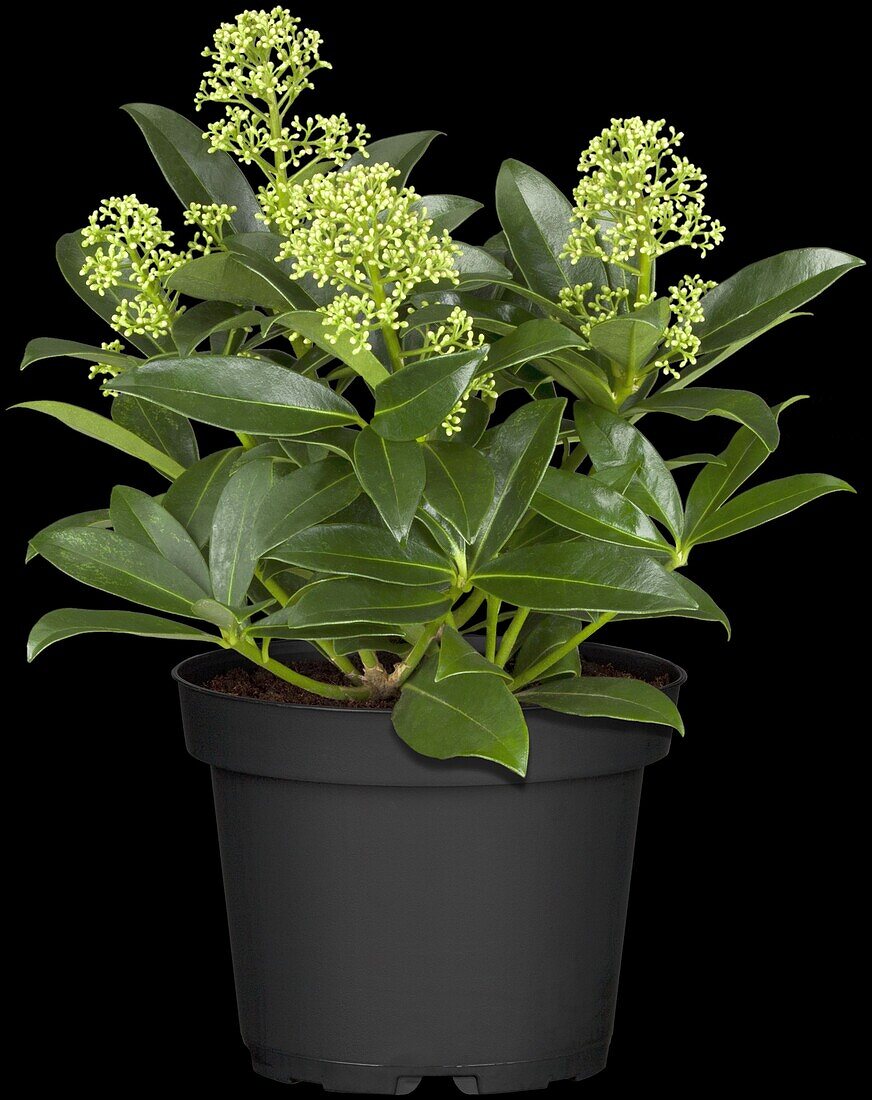 Skimmia japonica 'White Dwarf'