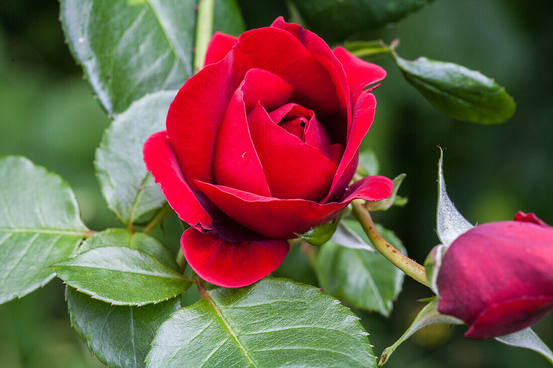 Climbing rose, red