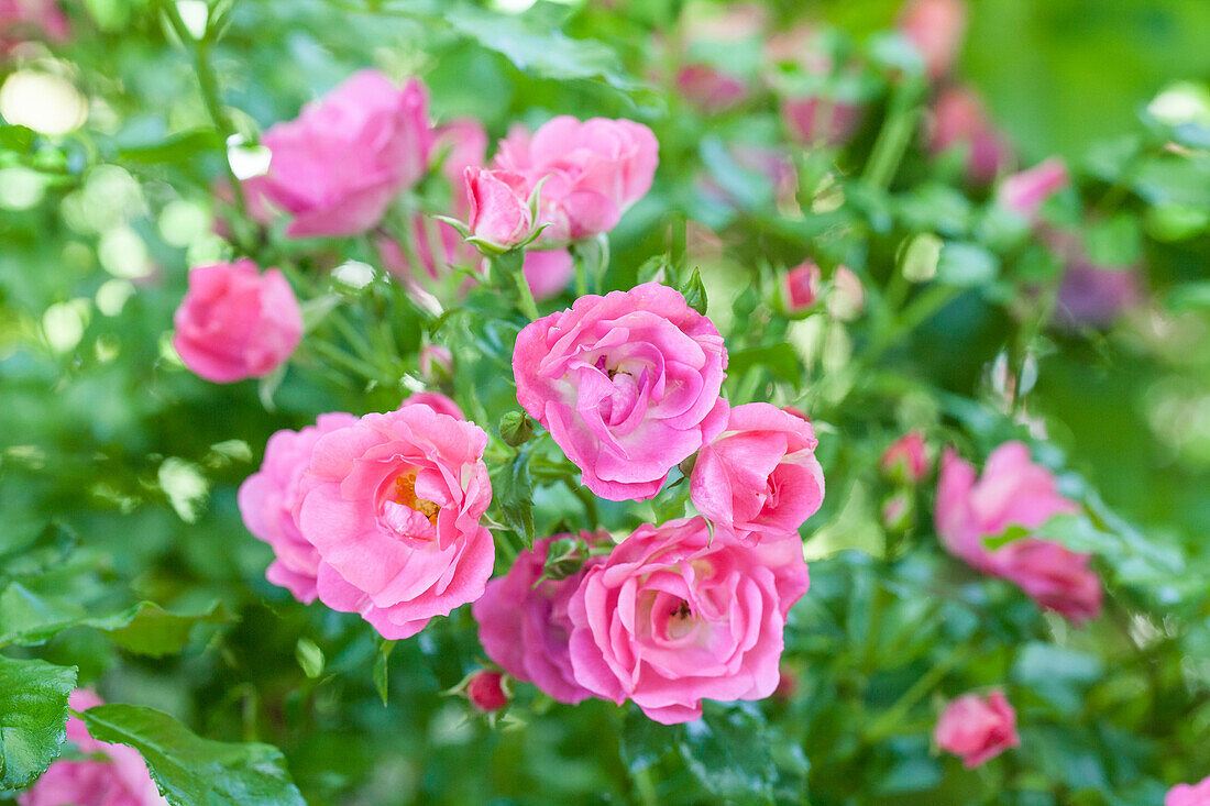Ground cover rose, pink