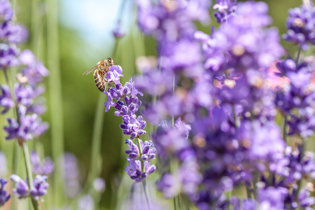 Lavender with bee