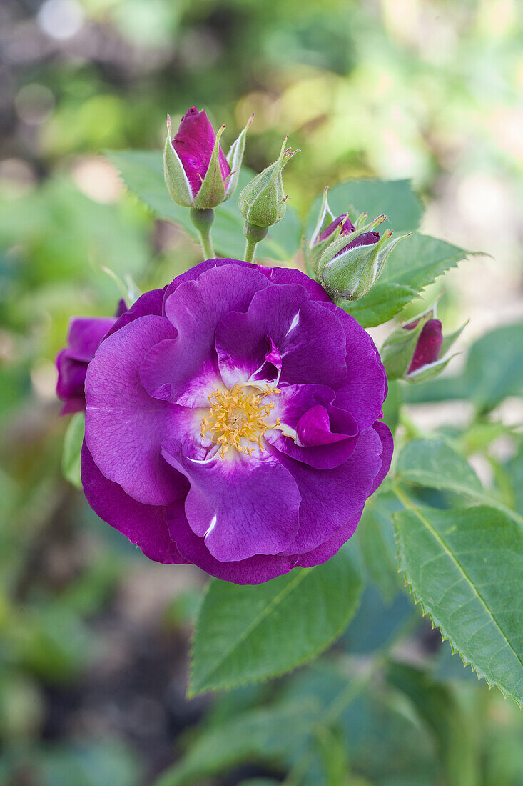 Shrub rose, violet