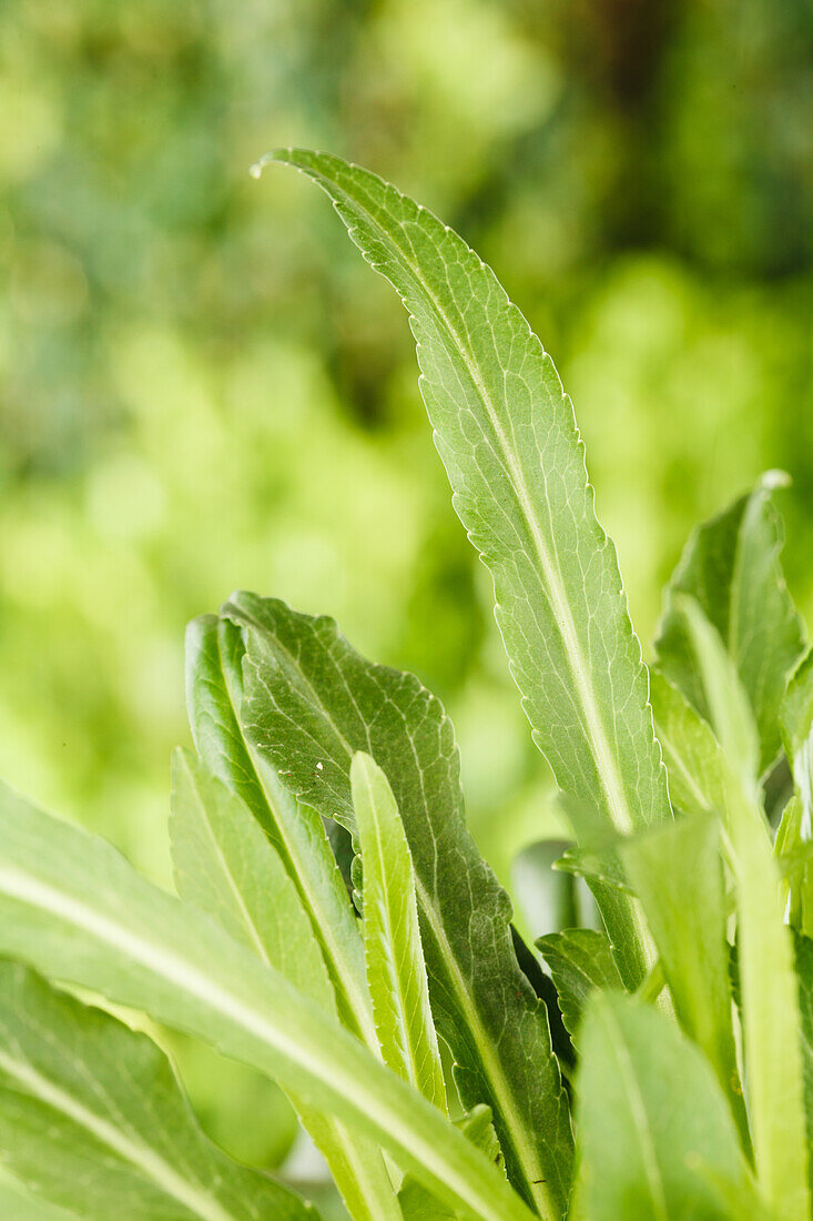 Blauer Staudengarten