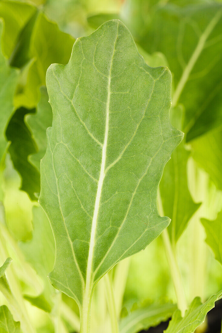 Brassica oleracea var. gongylodes, white