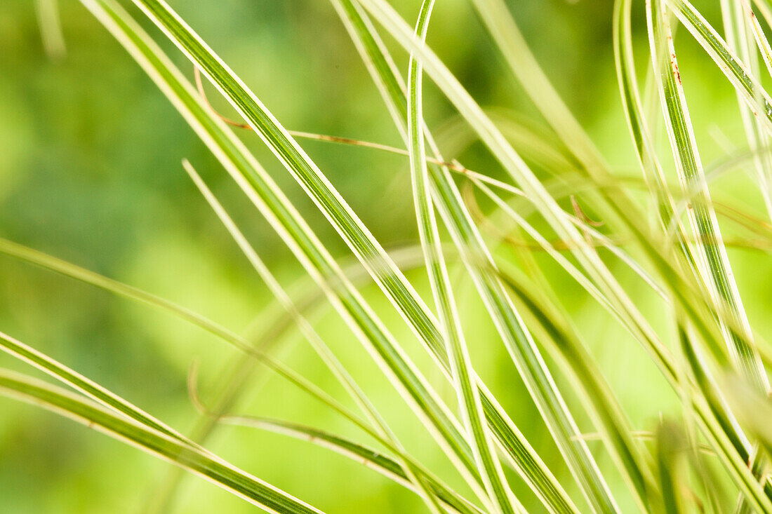 Grasses mix mini