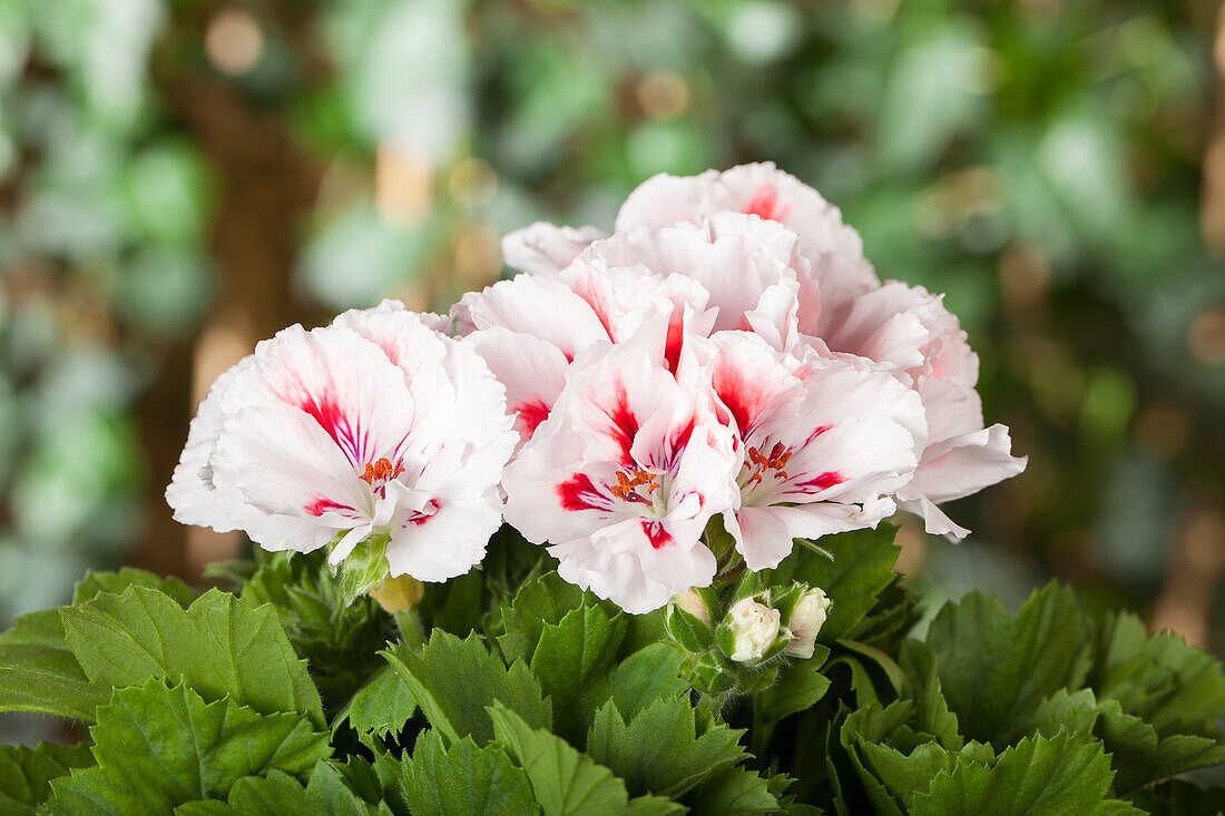 Pelargonium grandiflorum, bicoloured