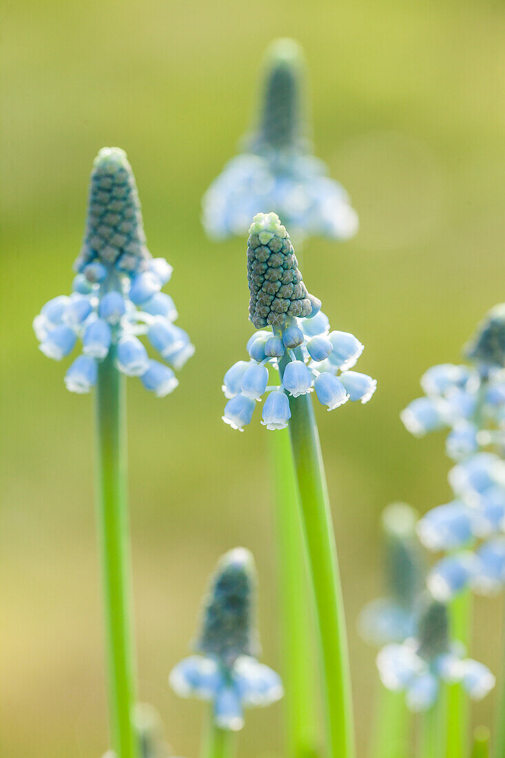 Muscari 'Blue Magic