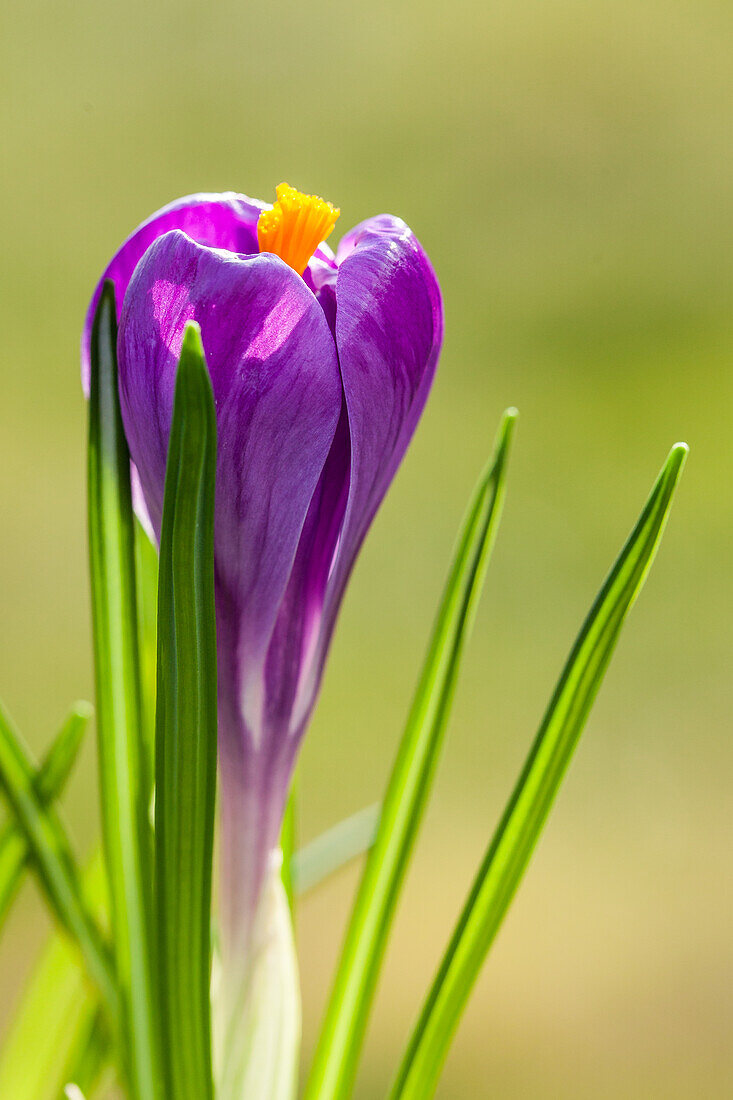 Crocus vernus 'Remembrance'