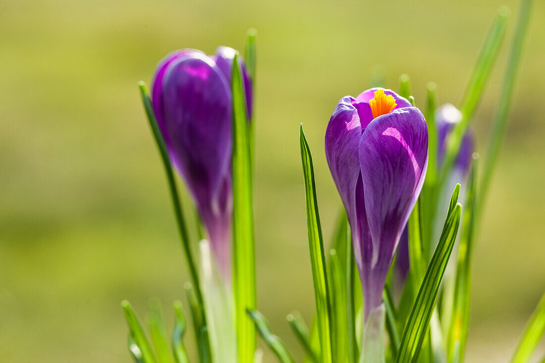 Crocus vernus 'Remembrance'