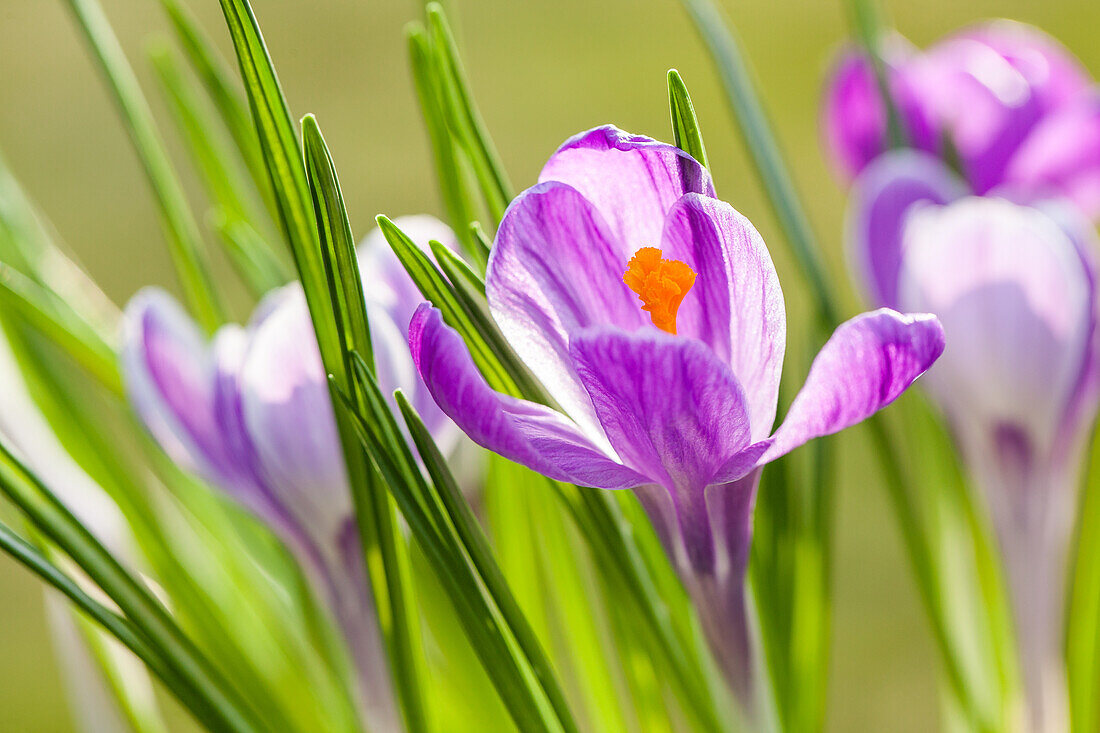 Crocus vernus 'King of the Striped'