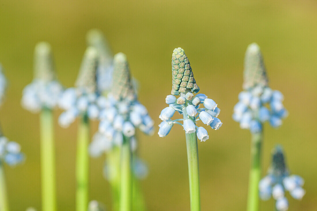 Muscari 'Blue Magic'